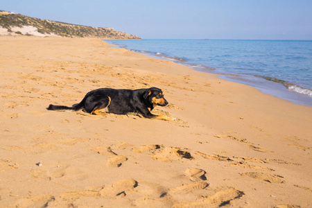 狗独上眺望大海的光滑湿的沙滩