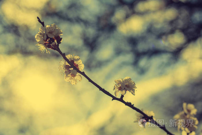 盛开的花园。特写花树对蓝蓝的天空上。Spri