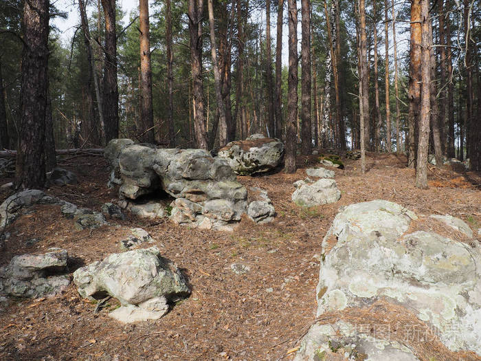 夏季景观石头散落在树林里