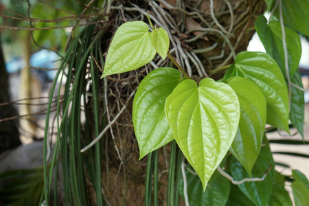 贝特尔胡椒植物