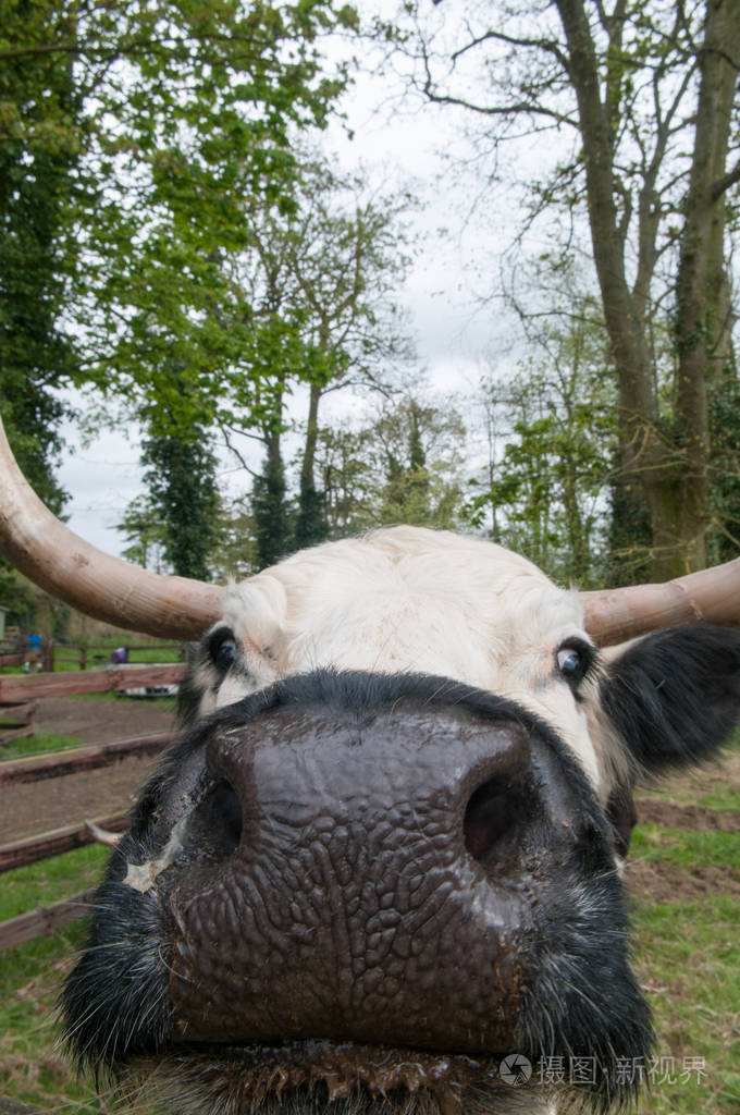 有趣的动物一头公牛关闭直接在相机看起来