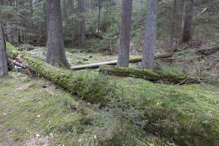 美丽的旷野，春山舒马瓦山南部捷克语