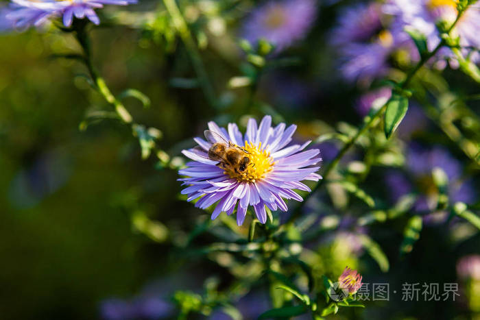 昆虫和蜜蜂近坐在田野上的花朵