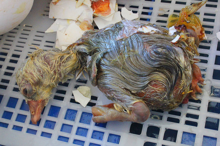 鹅小鸡刚出生在孵化器图片