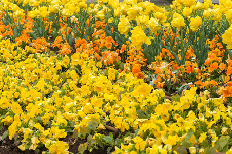 五颜六色的郁金香花 郁金香花和绿色的树叶背景