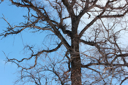冬日的蓝天和树木