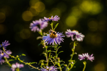 昆虫和蜜蜂近坐在田野上的花朵图片