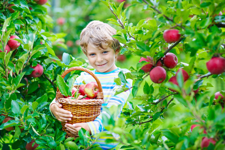 农场秋摘红苹果的小小孩男孩
