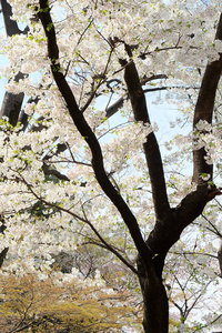 樱花花背景