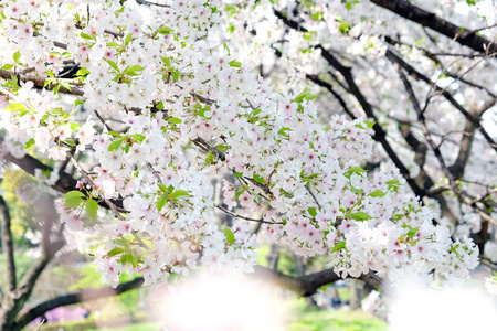 樱花花背景