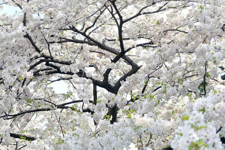 樱花花背景