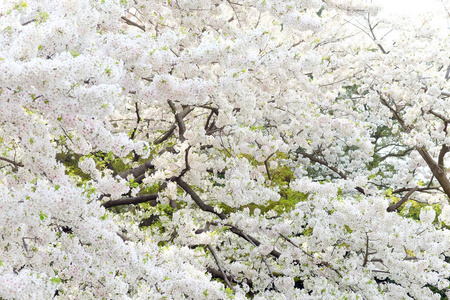 樱花花背景