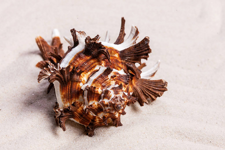 五颜六色的海螺贝壳白砂背景