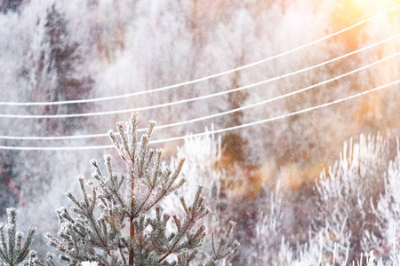 白雪皑皑的冬天俄罗斯森林