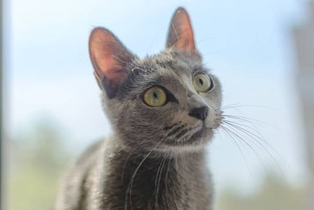 俄罗斯品种年轻的顽皮猫品种俄罗斯蓝色波浪爪子.专注于猫的眼睛.