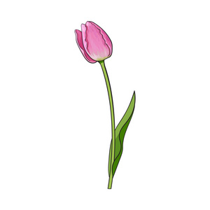 手绘的侧面视图粉红色郁金香花