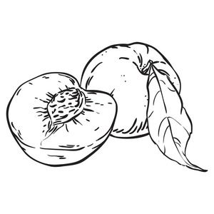 桃子手绘桃子手绘素描图照片