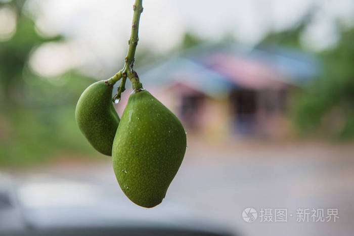 青芒果园里的树上