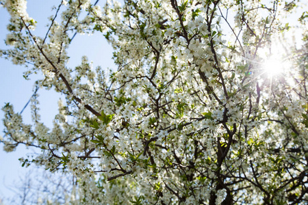 春天的花树绽放
