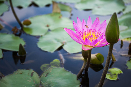 蜜蜂寻找花蜜从莲花图片