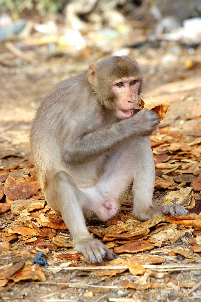 猴子坐吃水果印度