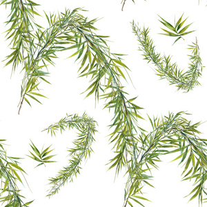 水彩插图竹的叶，无缝模式上白色背景图