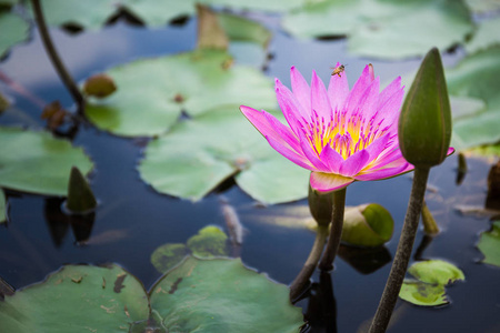 蜜蜂寻找花蜜从莲花图片