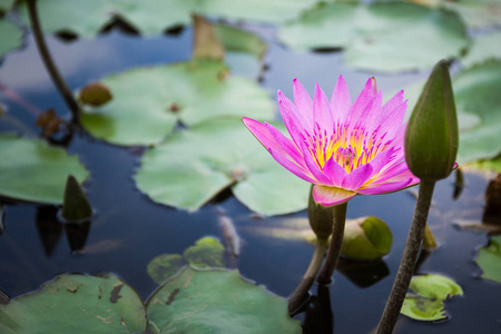 蜜蜂寻找花蜜从莲花