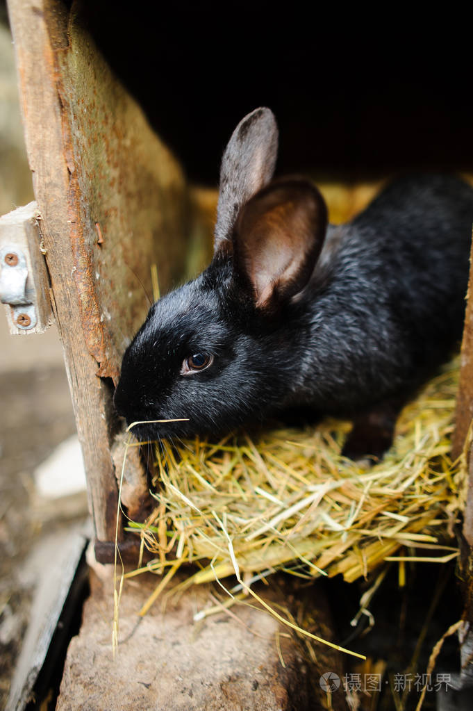 大黑兔子关在笼子里