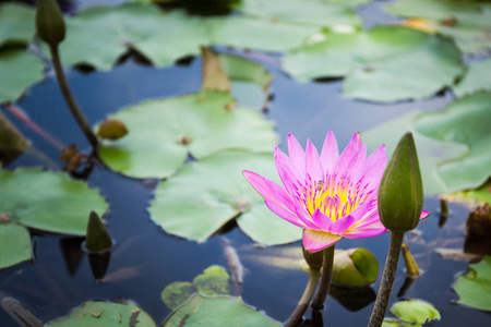 蜜蜂寻找花蜜从莲花图片