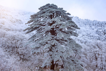 松树下的雪