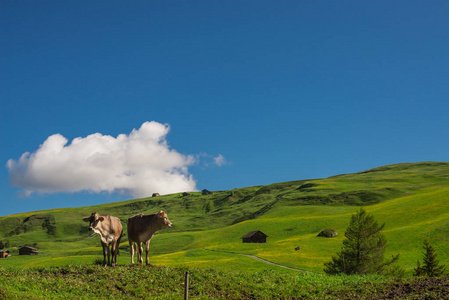 牛在山上吃草