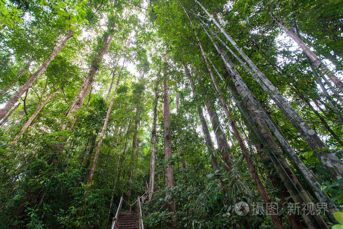 森林深处的木桥自然小径