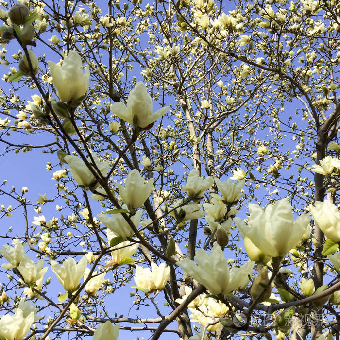 特写镜头宏观的白色木兰花