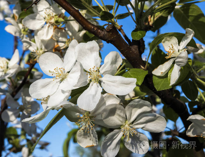 花梨特写 模糊的背景照片 正版商用图片0y6fnv 摄图新视界