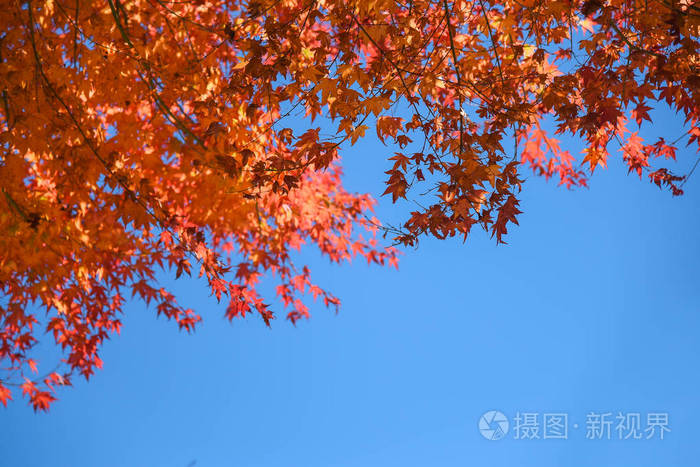 秋天的红枫叶和天空