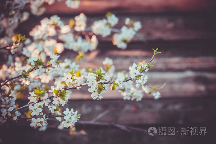 白春开花树木复古照片 正版商用图片0y6jio 摄图新视界