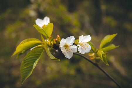 美丽的开花苹果树