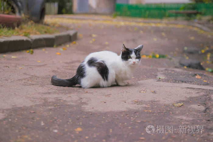 国内肮脏的猫