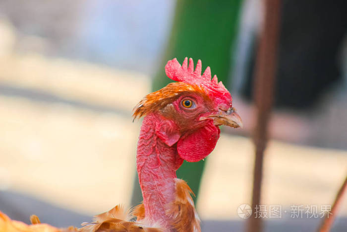 可怜的鸡四处走动没有羽毛