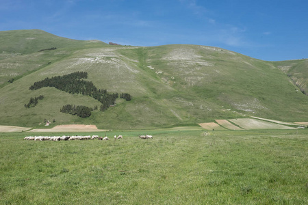 Castelluccio di 阿西西在锡比利尼公园