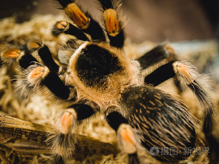 蜘蛛蜘蛛在玻璃后面关闭