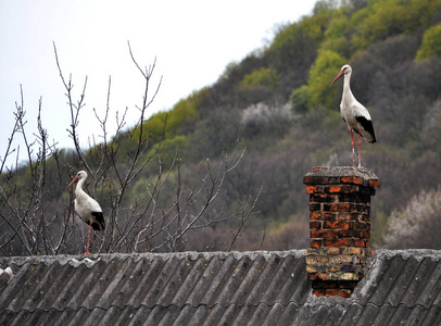 一双白色 storks2