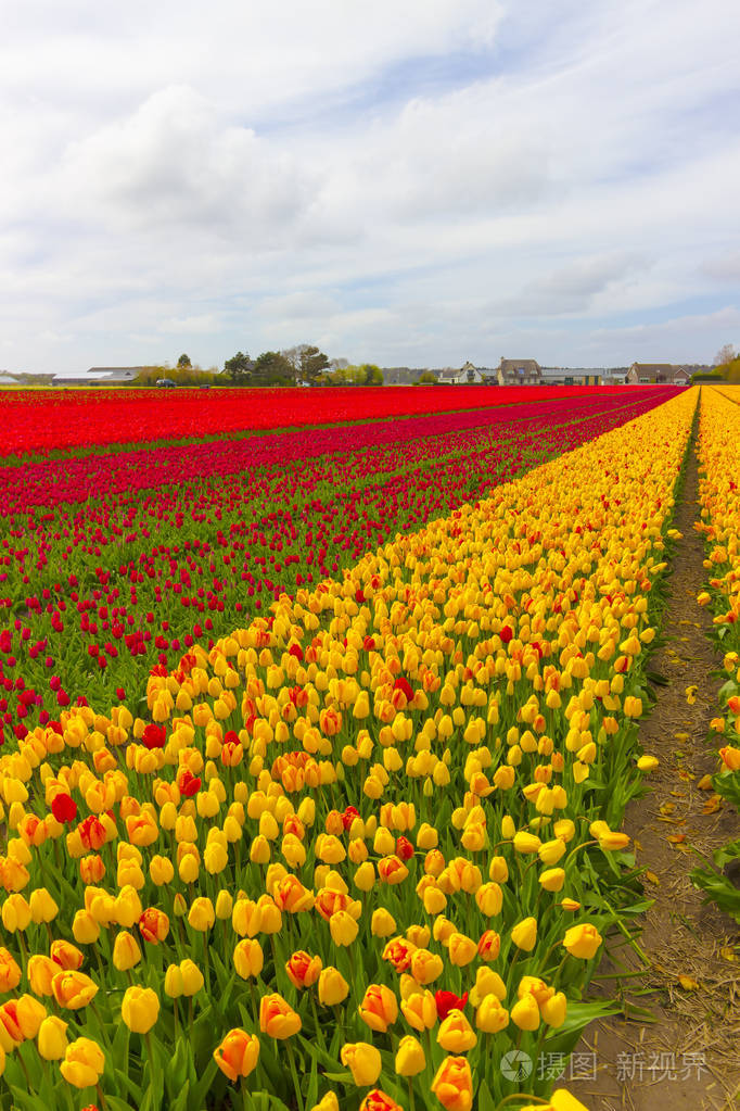 春天的时候在荷兰朵美丽的花场