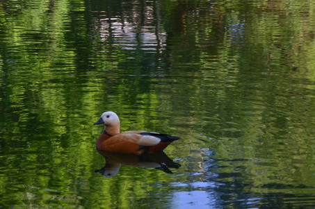 鸭在池塘里浮