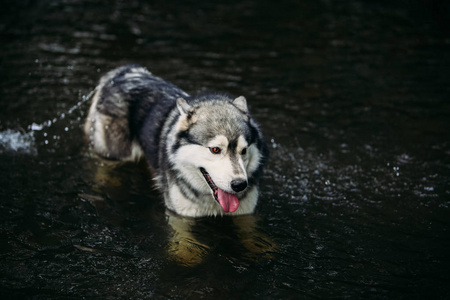赫斯基狗户外跑步。娱乐。河里。年轻的狗坐在外面的草地上。夏季