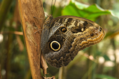 秘鲁的蝴蝶