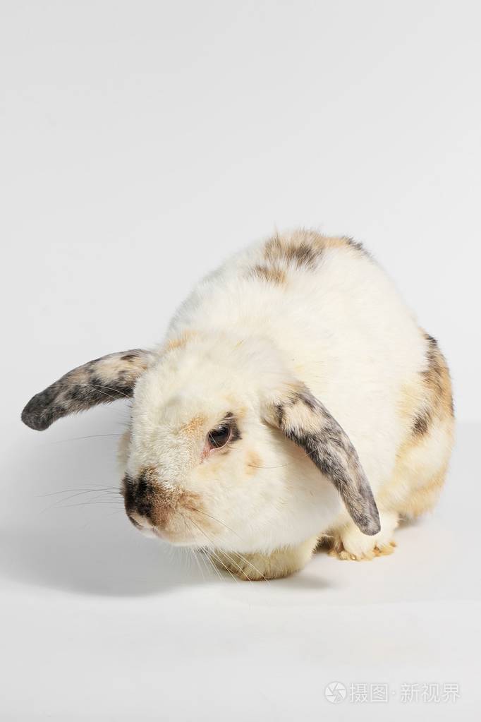 啮齿类动物哺乳动物动物黑色和白色的兔子