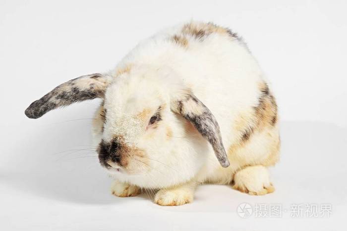 啮齿类动物哺乳动物动物黑色和白色的兔子