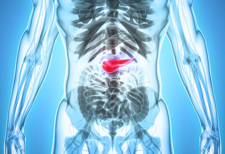 胰腺部分消化系统三维图